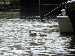 Ducks at the Gondoletta attraction at the Reizenrijk kingdom