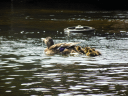 Ducks at the Gondoletta attraction at the Reizenrijk kingdom