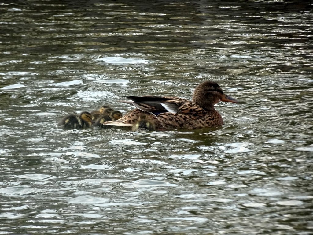 Ducks at the Gondoletta attraction at the Reizenrijk kingdom