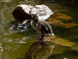 Duckling at the pond at the Pinocchio attraction at the Fairytale Forest at the Marerijk kingdom