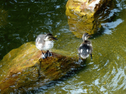 Ducklings at the pond at the Pinocchio attraction at the Fairytale Forest at the Marerijk kingdom