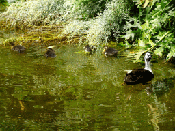 Ducks at the pond at the Pinocchio attraction at the Fairytale Forest at the Marerijk kingdom