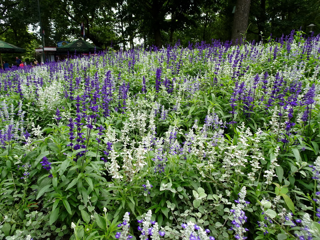 Flowers in front of the De Meermin restaurant at the Ruigrijk kingdom