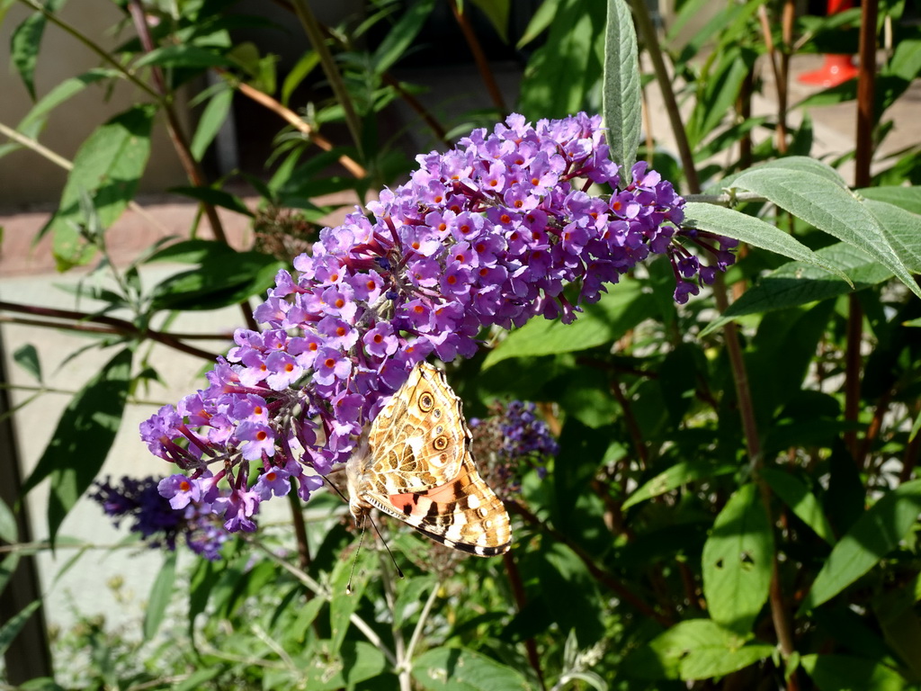 Butterfly and flowers at the waiting line for the Oude Tufferbaan attraction at the Ruigrijk kingdom
