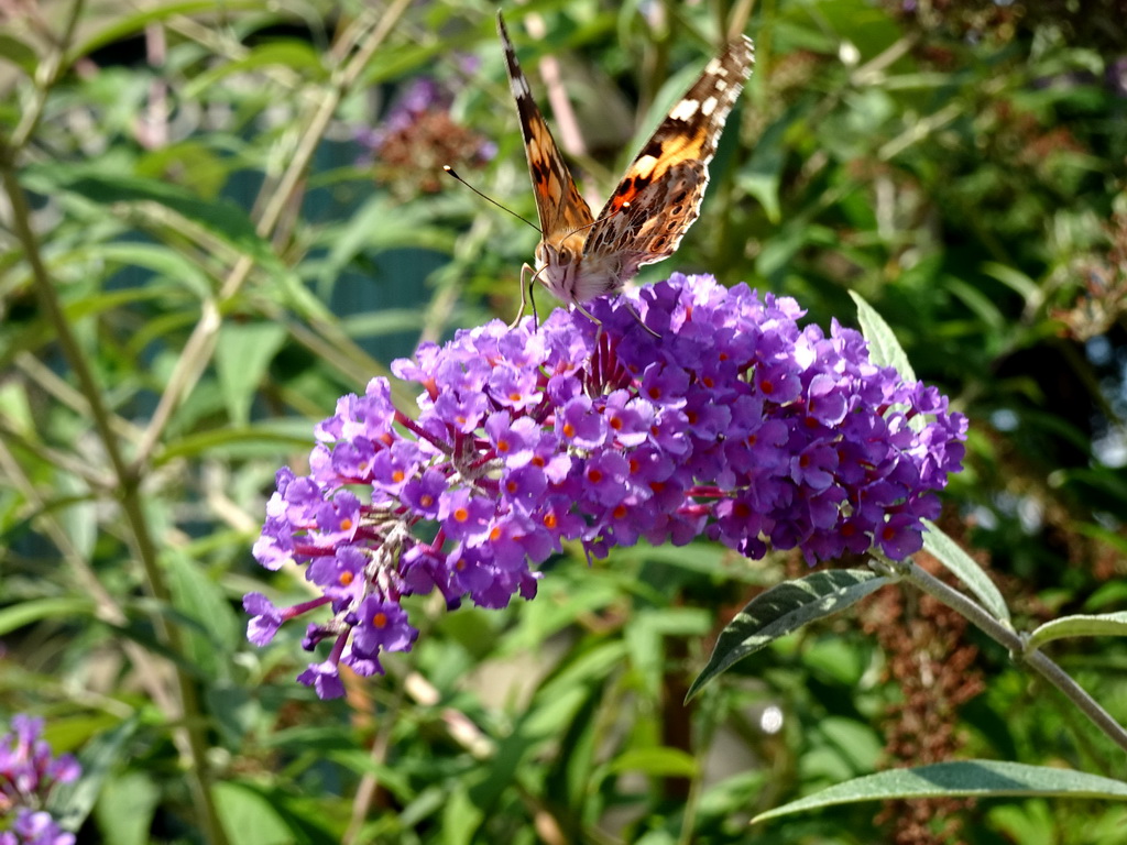 Butterfly and flowers at the waiting line for the Oude Tufferbaan attraction at the Ruigrijk kingdom