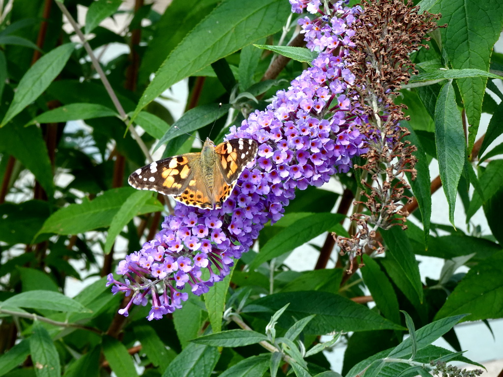 Butterfly and flowers at the waiting line for the Oude Tufferbaan attraction at the Ruigrijk kingdom