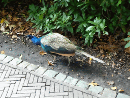 Peacock at the Fairytale Forest at the Marerijk kingdom