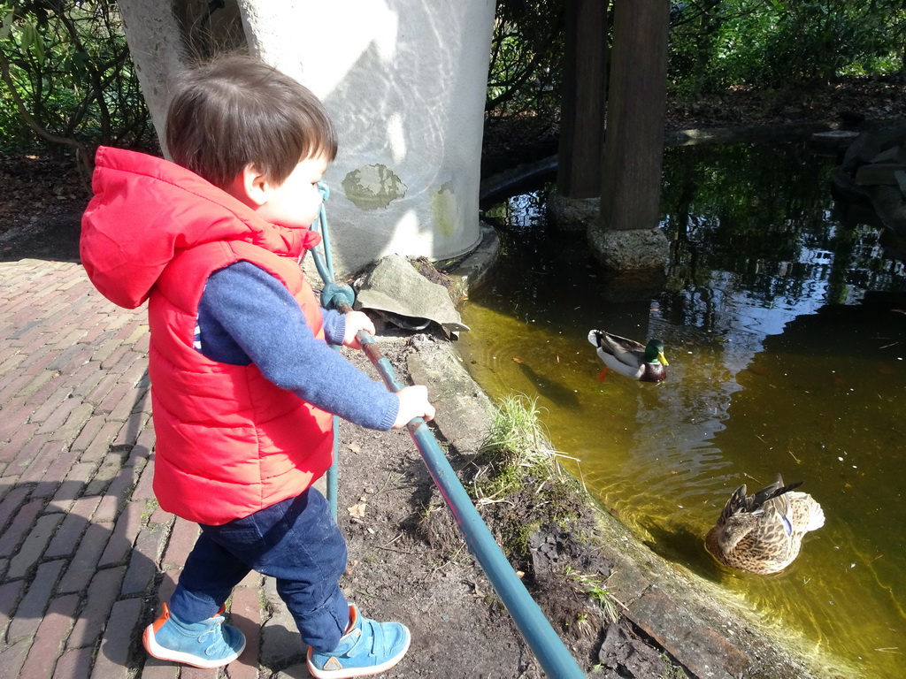 Max with ducks at the Gnome Village attraction at the Fairytale Forest at the Marerijk kingdom