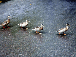 Ducks crossing the road at the Anderrijk kingdom