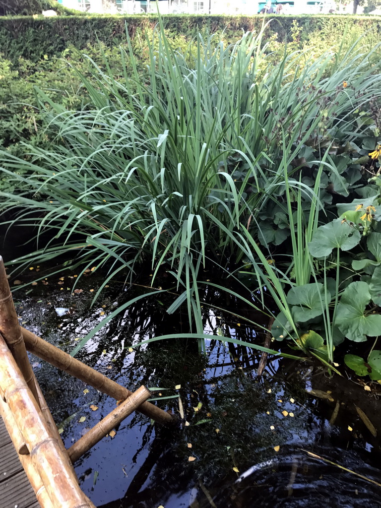 Pond at the Adventure Maze at the Reizenrijk kingdom