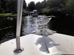 Seagull at the front of our Gondoletta at the Gondoletta attraction at the Reizenrijk kingdom