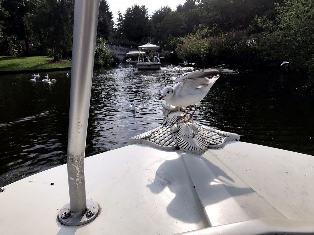 Seagull at the front of our Gondoletta at the Gondoletta attraction at the Reizenrijk kingdom