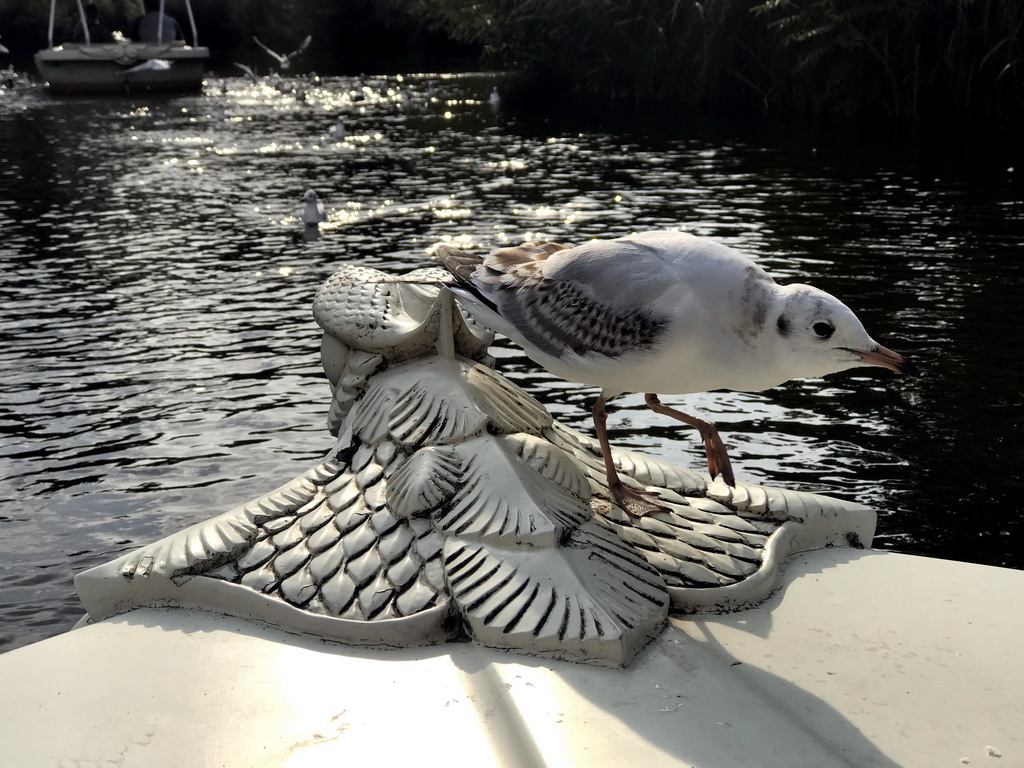 Seagull at the front of our Gondoletta at the Gondoletta attraction at the Reizenrijk kingdom