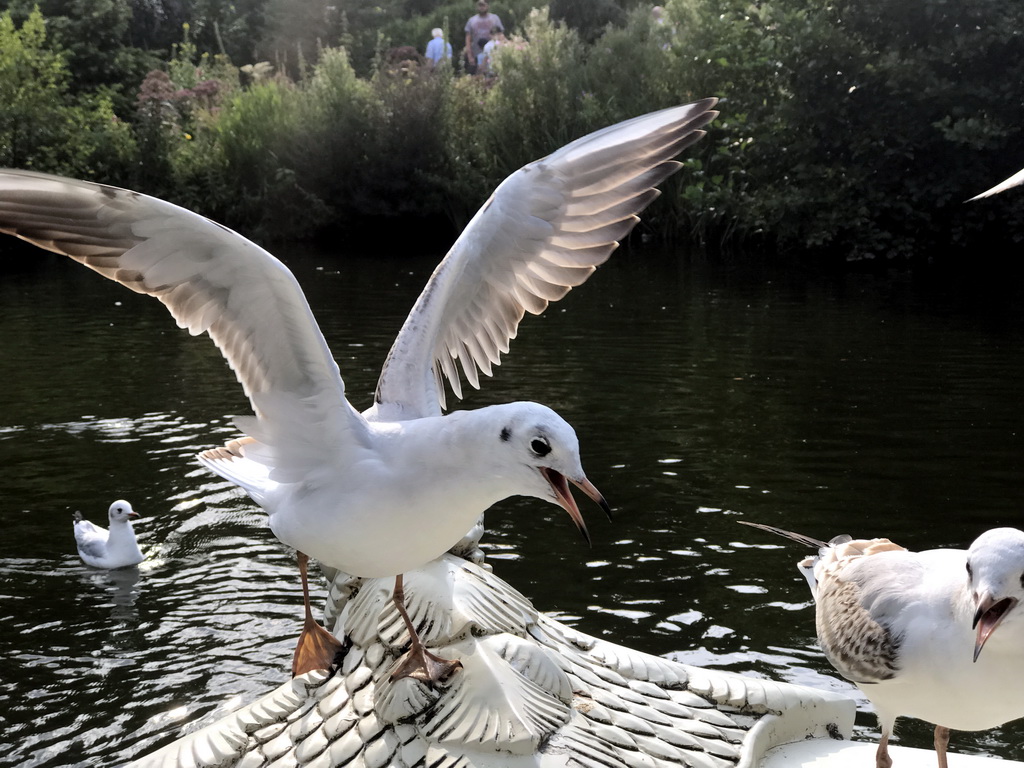 Seagulls at the front of our Gondoletta at the Gondoletta attraction at the Reizenrijk kingdom