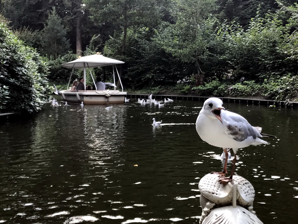 Seagull at the front of our Gondoletta at the Gondoletta attraction at the Reizenrijk kingdom