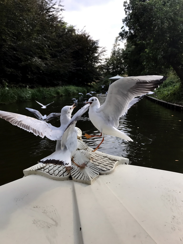 Seagulls at the front of our Gondoletta at the Gondoletta attraction at the Reizenrijk kingdom