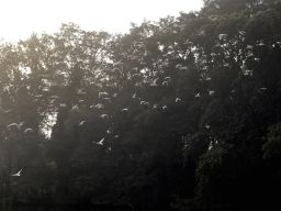 Seagulls at the Gondoletta attraction at the Reizenrijk kingdom