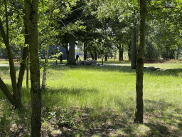 Grassland with sheep at the High Tech Campus Eindhoven, during the High Tech Campus Eindhoven Open Day 2022