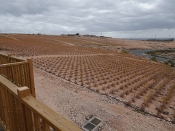 The Aloe Vera farm along the GC-140 road