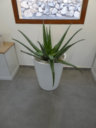 Aloe Vera plant at the main building of the Aloe Vera farm