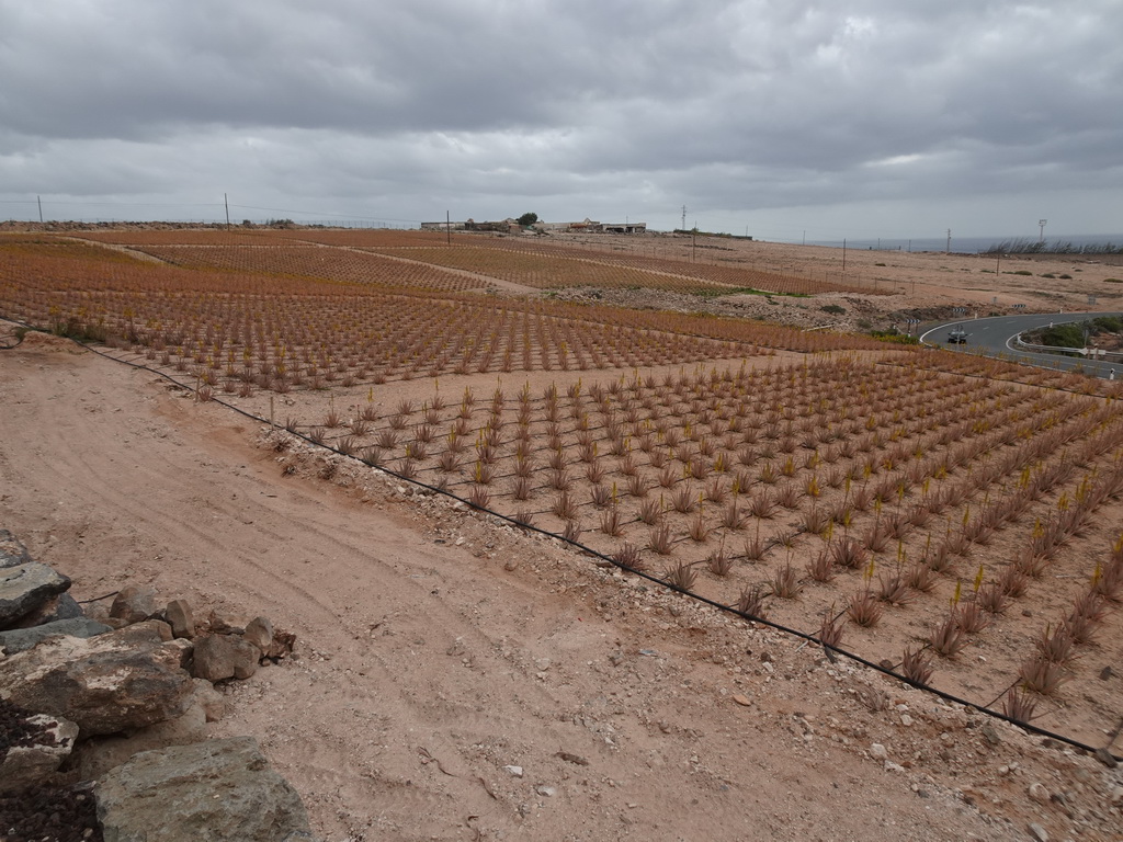 The Aloe Vera farm along the GC-140 road