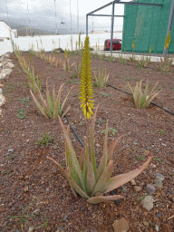 Aloe Vera plants at the Aloe Vera farm