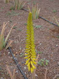 Aloe Vera flower at the Aloe Vera farm