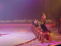 Circus artist and dogs at the Kerstcircus Etten-Leur, during the act `Ten Tibetan Terriers - Josefine & Daniël Igen`