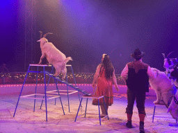 Circus artists and goats at the Kerstcircus Etten-Leur, during the act `Trained Dwarf Goats - Josefine & Daniël Igen`