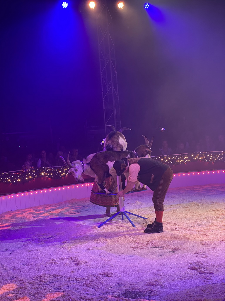 Circus artists and goats at the Kerstcircus Etten-Leur, during the act `Trained Dwarf Goats - Josefine & Daniël Igen`