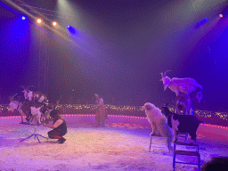 Circus artists and goats at the Kerstcircus Etten-Leur, during the act `Trained Dwarf Goats - Josefine & Daniël Igen`