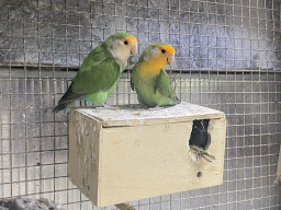Parakeets at the exotic garden center De Evenaar