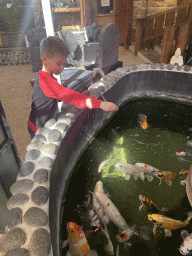 Max feeding Koi at a pond at the exotic garden center De Evenaar
