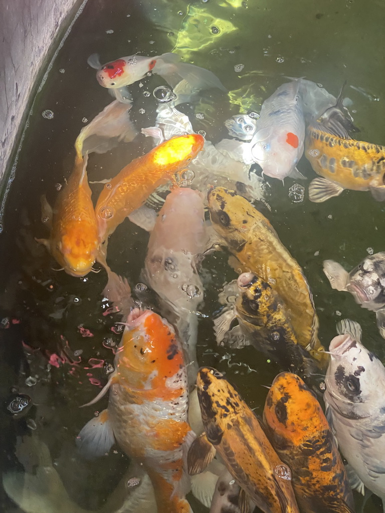 Koi being fed at a pond at the exotic garden center De Evenaar