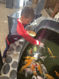 Max feeding Koi at a pond at the exotic garden center De Evenaar