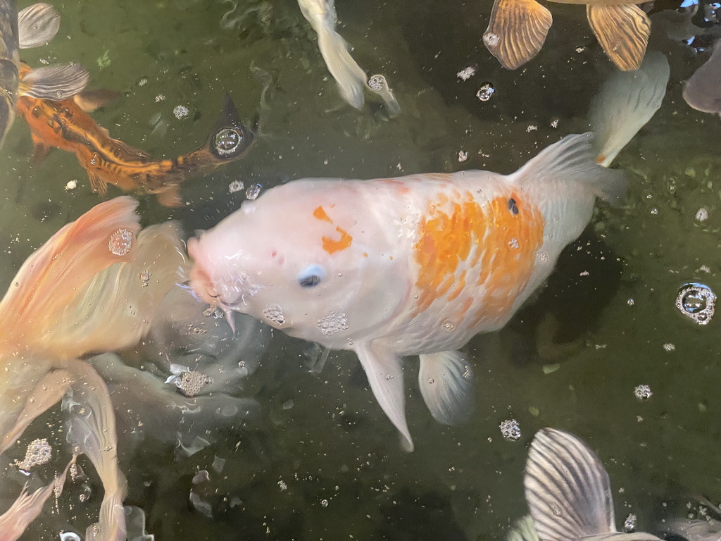 Koi being fed at a pond at the exotic garden center De Evenaar