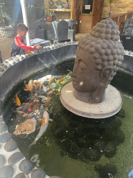 Max feeding Koi at a pond at the exotic garden center De Evenaar