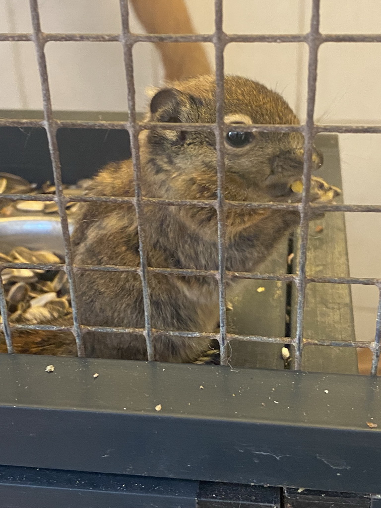 Swinhoe`s Striped Squirrel at the exotic garden center De Evenaar