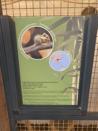 Information on the Swinhoe`s Striped Squirrel at the exotic garden center De Evenaar