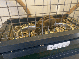 Swinhoe`s Striped Squirrel at the exotic garden center De Evenaar