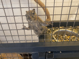 Swinhoe`s Striped Squirrel at the exotic garden center De Evenaar