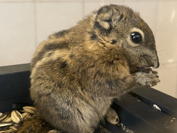 Swinhoe`s Striped Squirrel at the exotic garden center De Evenaar