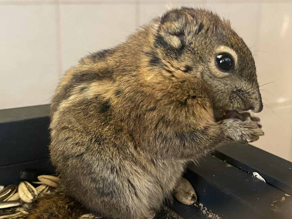 Swinhoe`s Striped Squirrel at the exotic garden center De Evenaar