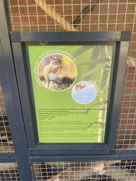 Information on the American Red Squirrel at the Eekhoorn Experience at the Bamboo Garden at the exotic garden center De Evenaar