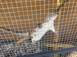 American Red Squirrel at the Eekhoorn Experience at the Bamboo Garden at the exotic garden center De Evenaar