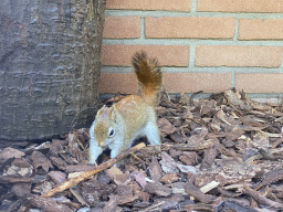 American Red Squirrel at the Eekhoorn Experience at the Bamboo Garden at the exotic garden center De Evenaar