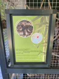 Information on the Père David`s Rock Squirrel at the Eekhoorn Experience at the Bamboo Garden at the exotic garden center De Evenaar