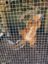 Red Squirrel at the Eekhoorn Experience at the Bamboo Garden at the exotic garden center De Evenaar