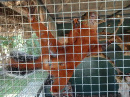 Red Squirrel at the Eekhoorn Experience at the Bamboo Garden at the exotic garden center De Evenaar