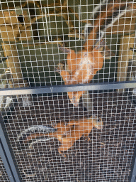 Red Squirrels at the Eekhoorn Experience at the Bamboo Garden at the exotic garden center De Evenaar